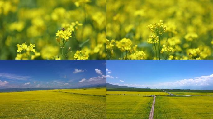 数万亩油菜花海