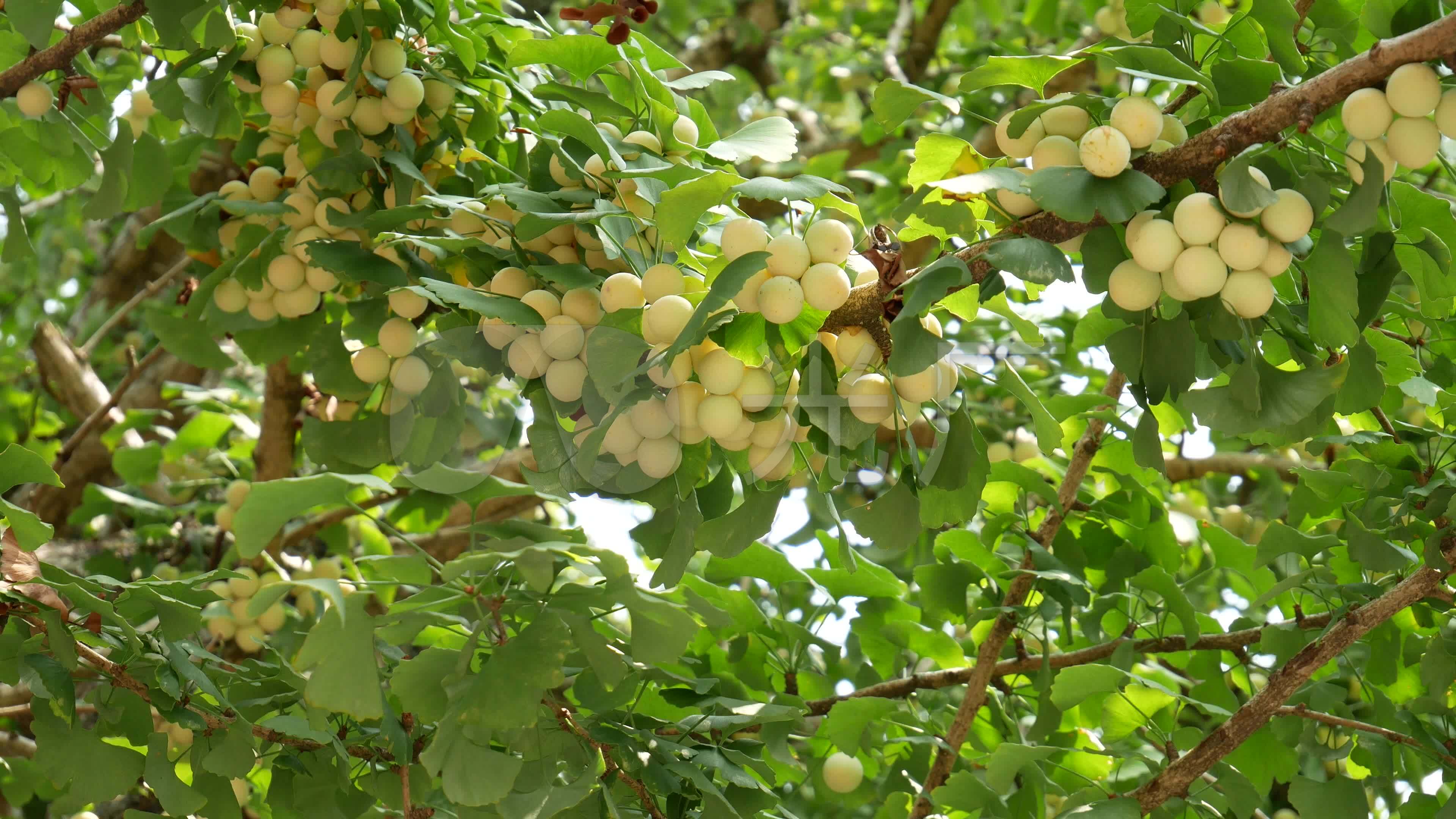 这是一种奇怪的水果，越南农村人种上这种果树，一辈子吃不完，天天有果子吃，而且产量惊人的高，一年四季连续结果。-果友交流-水果巴巴 水果交流论坛 ...