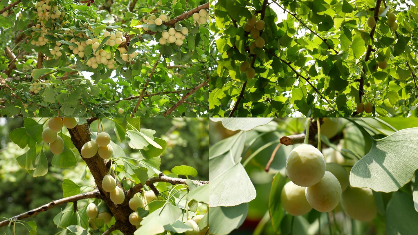 第三年的小树结果状，品种是从日本 - 秀果园 果业通网