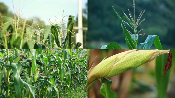 实拍玉米玉米地成熟玉米