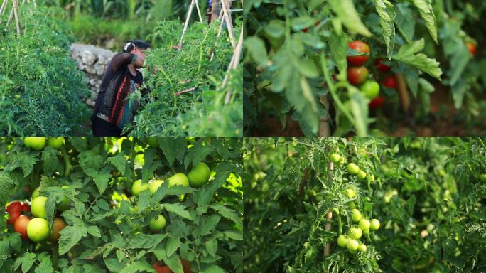 西红柿番茄种植地，西红柿果子成熟，农民工