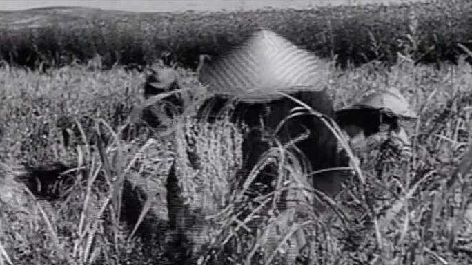 30年代种小麦全过程历史视频素材