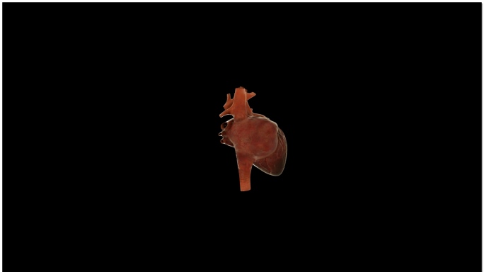 【带通道】心脏三维展示视频素材