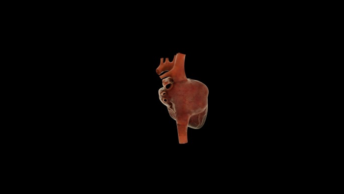 【带通道】心脏三维展示视频素材