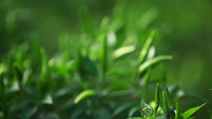 辣椒朝天椒辣椒种植地，青辣椒，农民耕种