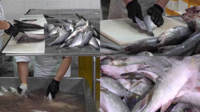 4K海鲜鱼产品加工-鲈鱼
