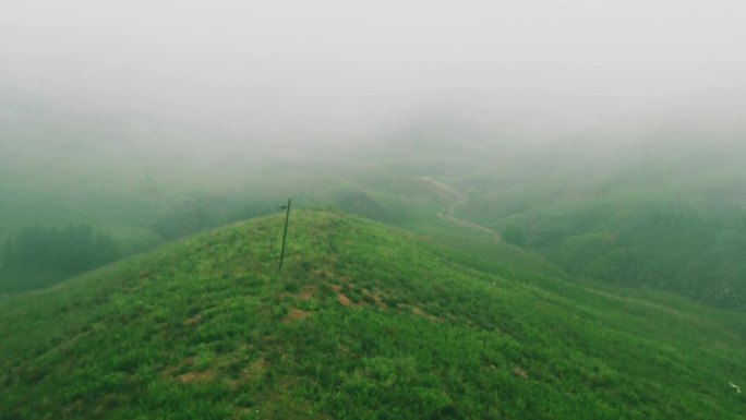 2500米横山云雾缭绕万亩野生黄芪基地