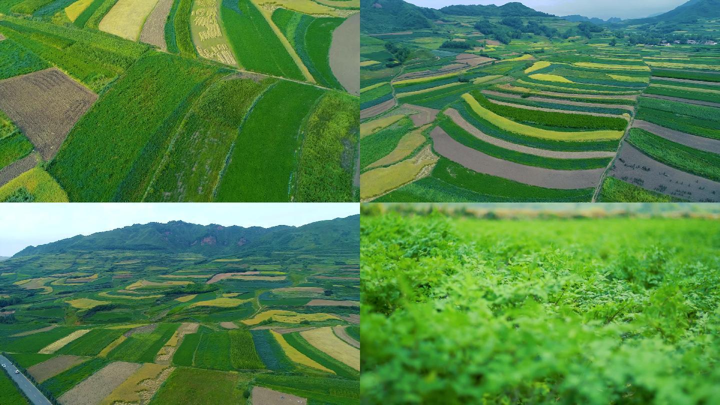 当归种植中药材北方农田航拍