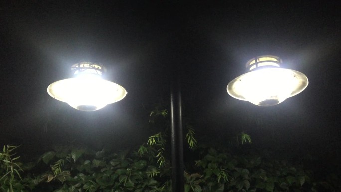 夜晚公园植物爬山虎路灯发光视