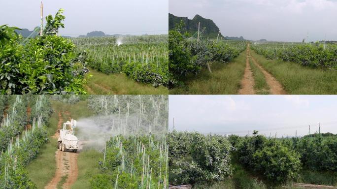 沃柑喷白技术防太阳果