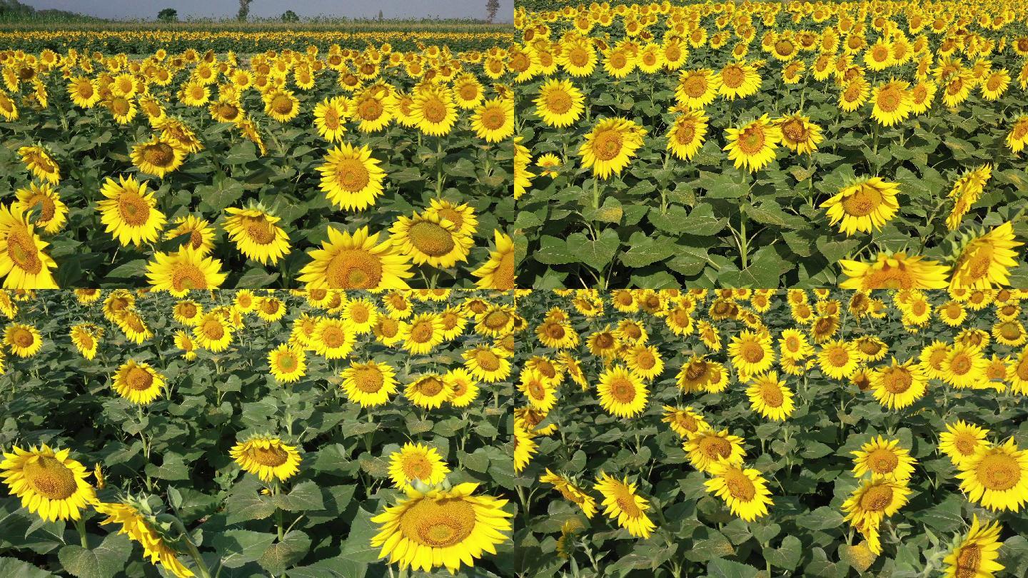 向日葵 3840x2160 高清视频素材下载 编号 实拍视频 Vj师网www Vjshi Com 向日葵 3840x2160 高清视频素材下载 编号 实拍视频 Vj师网www Vjshi Com