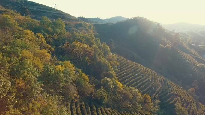 信阳毛尖高山茶园茶叶4K航拍