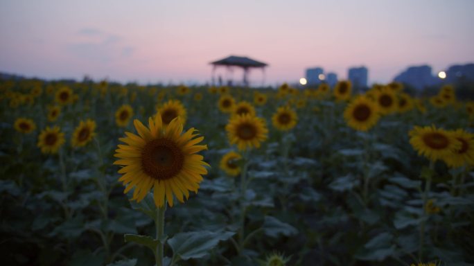 傍晚余杭高铁站旁向日葵花海，临平新城