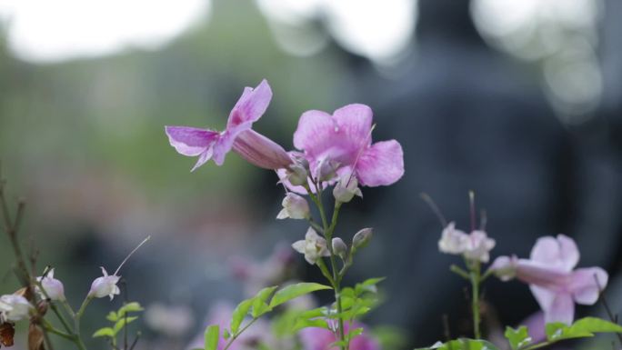 各种花草、各种花、花草特写