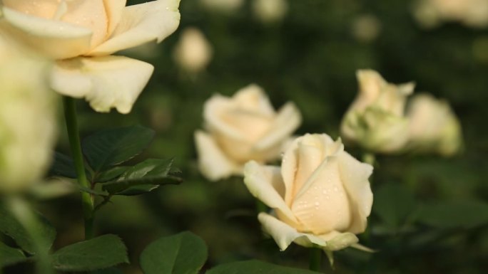 【原创】白色玫瑰粉色玫瑰