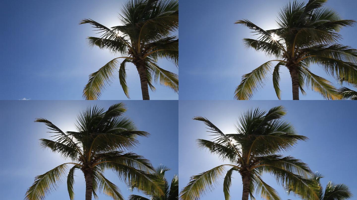 椰风海韵沙滩大海椰子树