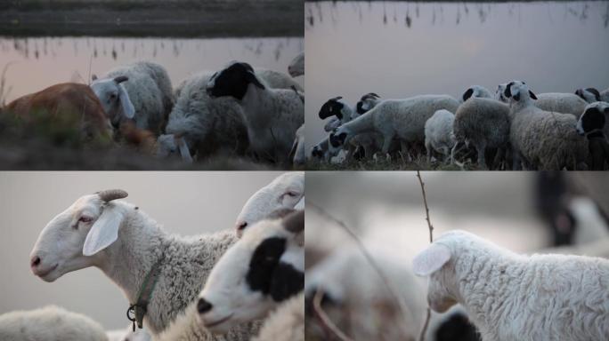 河边放羊