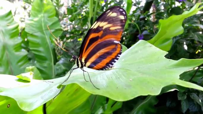 花草丛中美丽的蝴蝶飞舞实拍素材