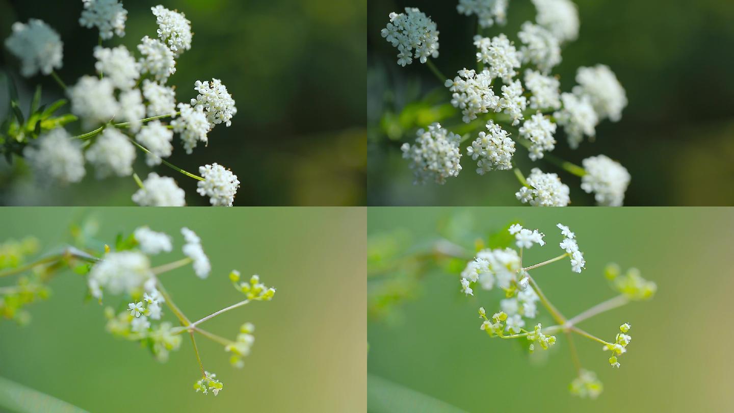 微距花草春意盎然的微观世界小白花