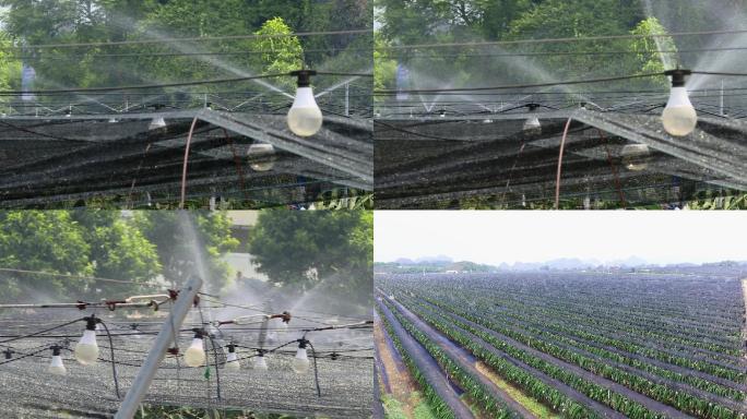 火龙果自动喷淋水肥一体化系统