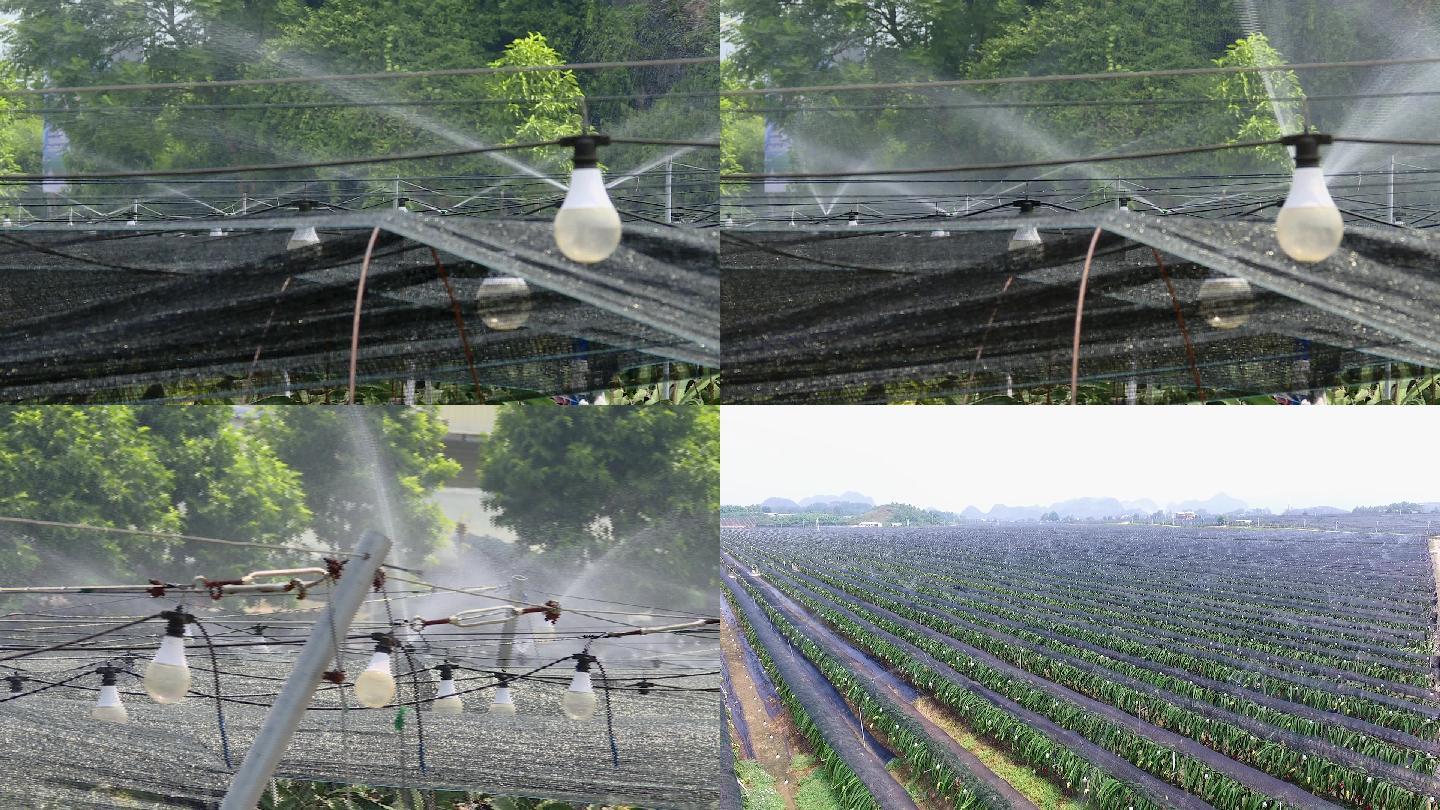火龙果自动喷淋水肥一体化系统