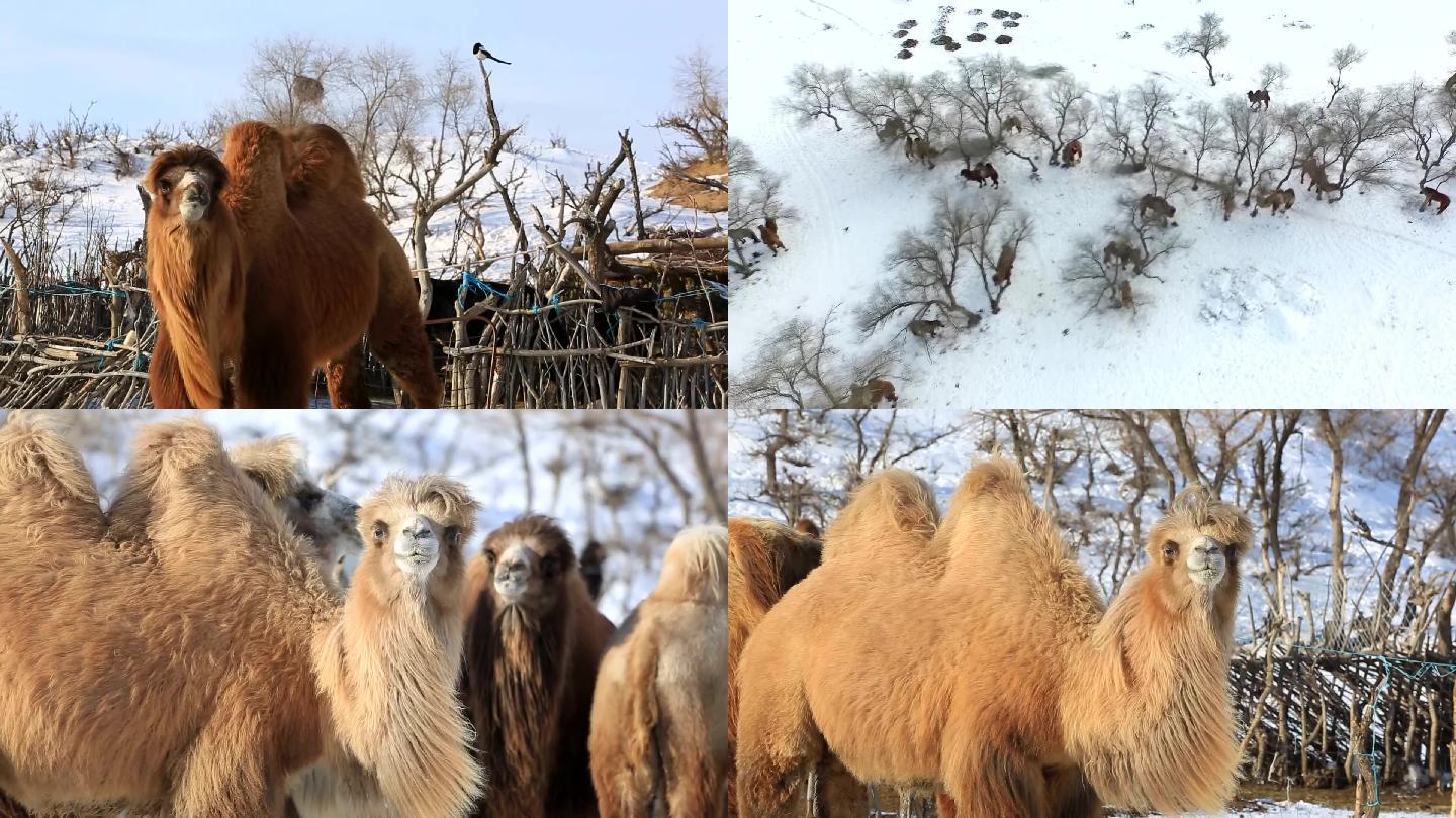 冬天的骆驼