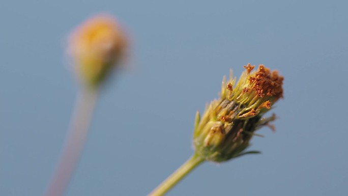 微距花草春意盎然的微观世界鬼针草沾沾刺