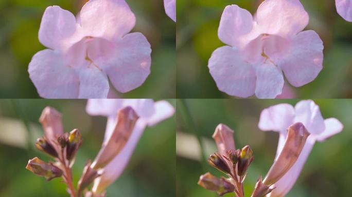 微距花草春意盎然的微观世界粉色喇叭花
