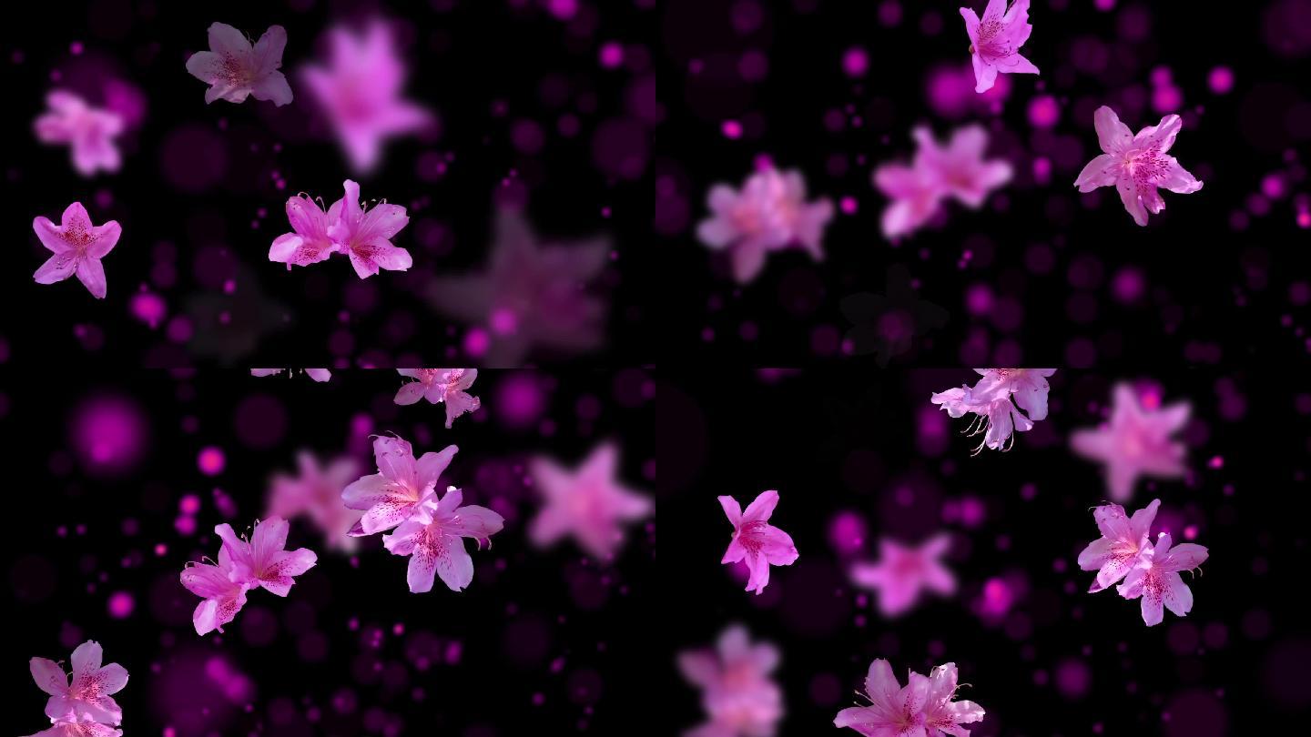 杜鹃花