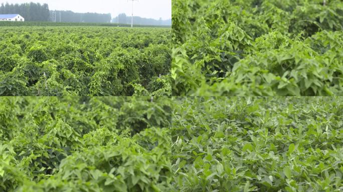 山药种植基地花生种植农田