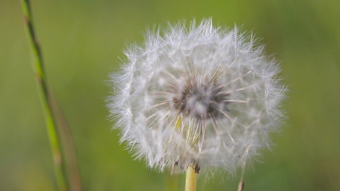 微距花草春意盎然的微观世界蒲公英里的小虫