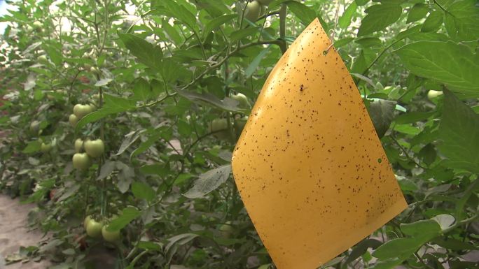 大棚内黄板番茄黄板