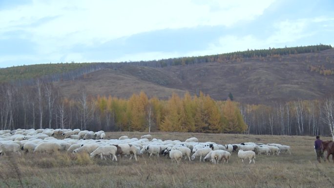 秋季羊群