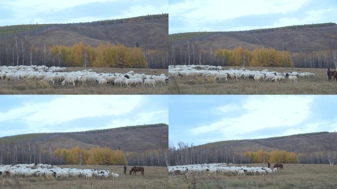 秋季羊群