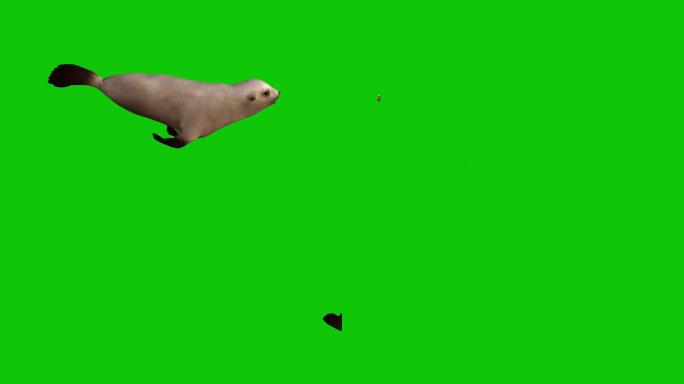 绿布海狮