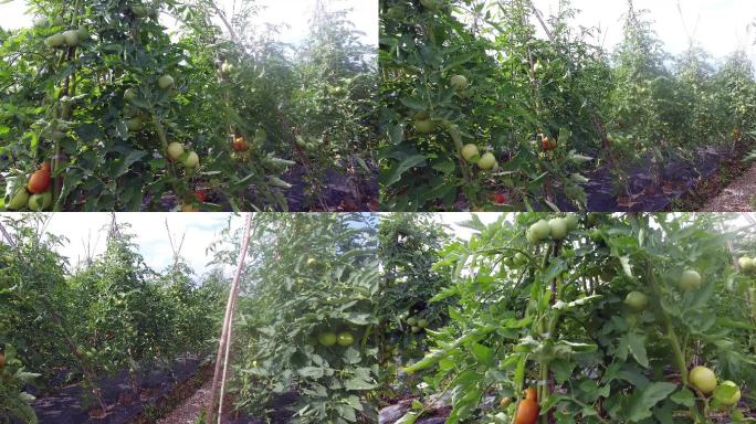 4K农村蔬菜地西红柿