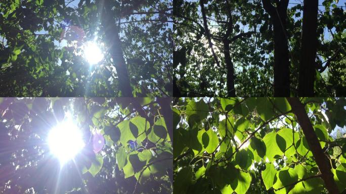 实拍绿地植物树林枝杈透光视频