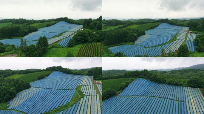 航拍人参种植大棚基地吉林柳河4K