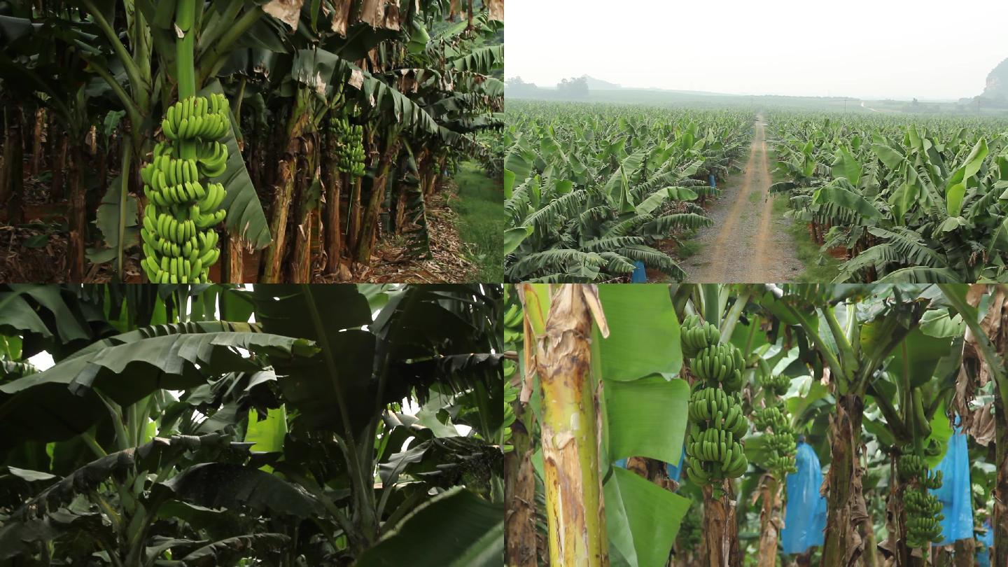 实拍大片土地上的香蕉林