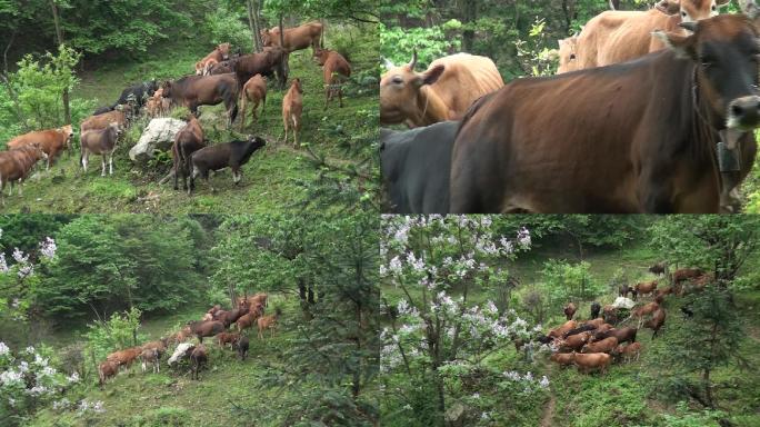 山林放养牛群
