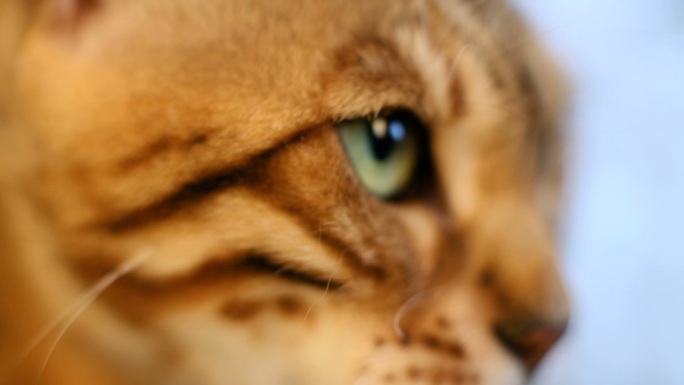 猫咪的眼神