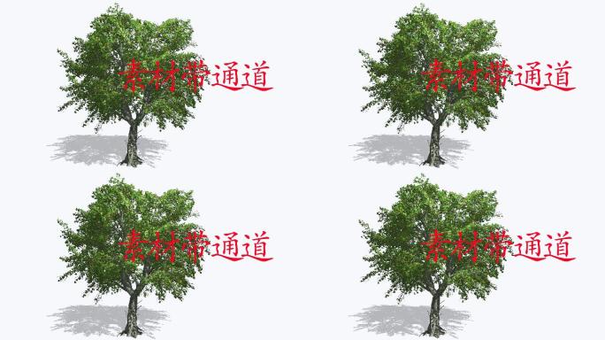 树摇曳动画带通道