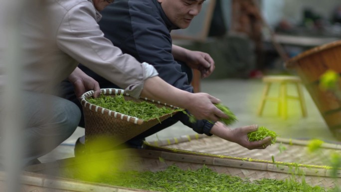 工厂制茶叶炒茶叶