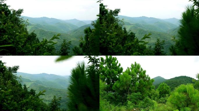 【原创】绿水青山就是金山银山之高山松树九