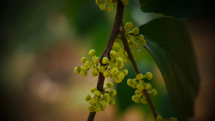 桂花_桂枝花蕾