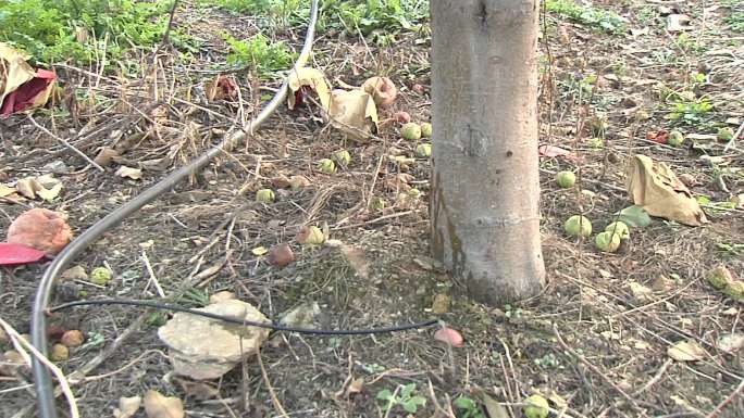 苹果苹果树苹果园滴灌