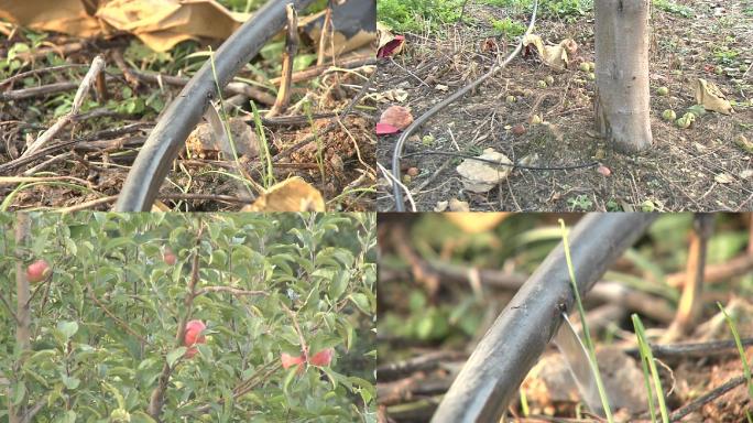 苹果苹果树苹果园滴灌