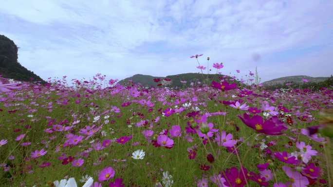 花海航拍升格4K