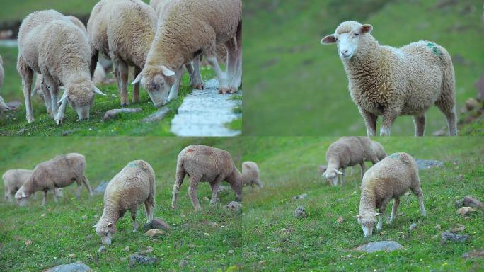 绵羊视频吃草的绵羊和绵羊特写