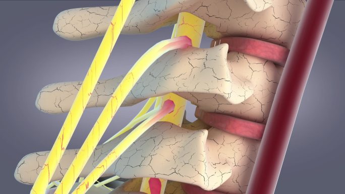 颈椎内部结构特写